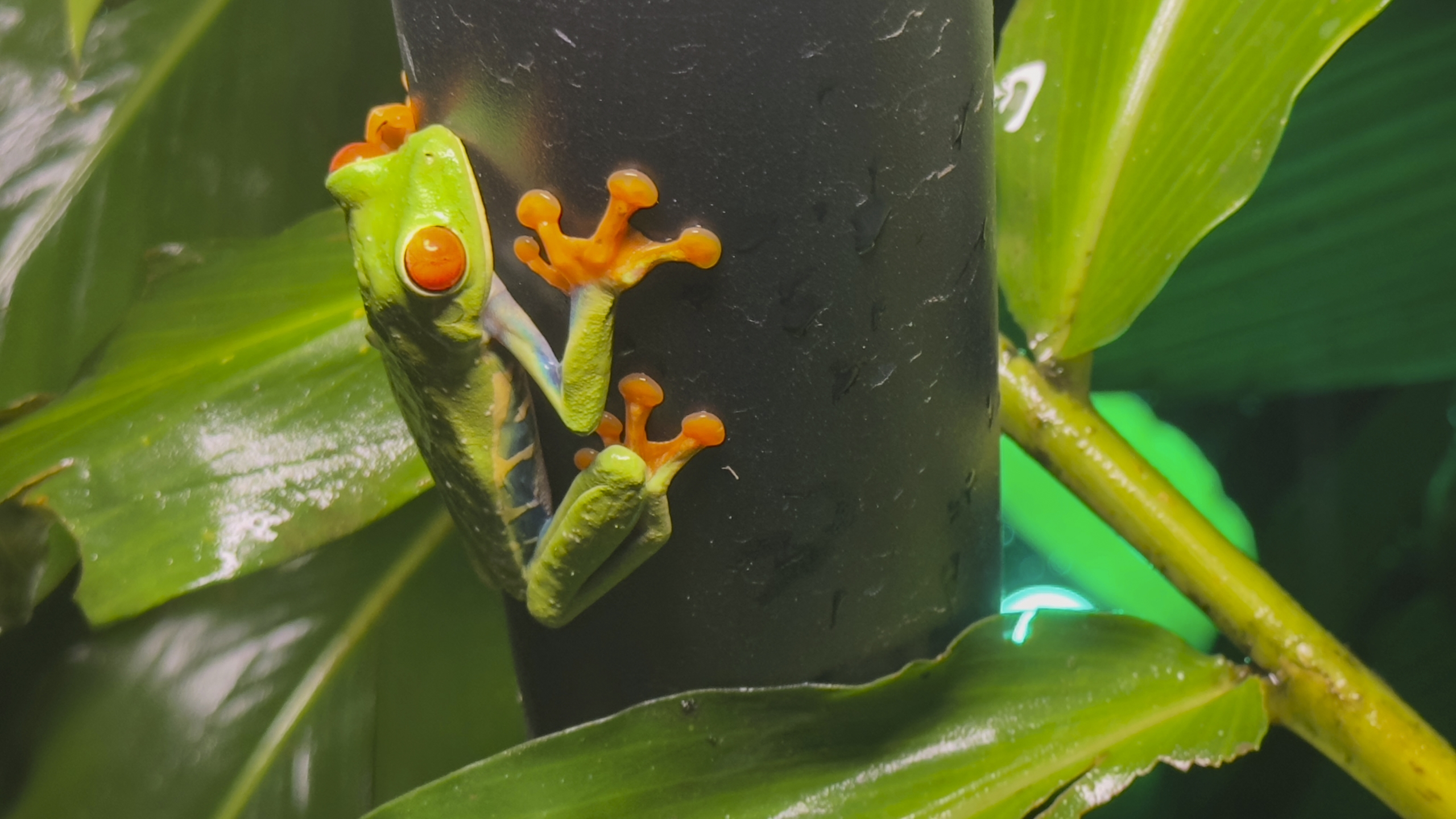 Rotaugenlaubfrosch - Agalychnis callidryas - Redeyed tree frog - Rana de ojos rojos